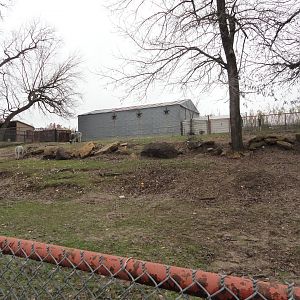Dwarf Zebu and Miniature Donkey Exhibit