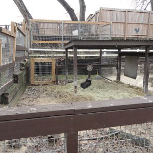 Vietnamese Pot Bellied Pig Exhibit