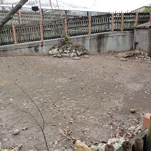 African Spurred Tortoise & Leopard Tortoise Exhibit