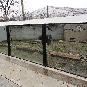 Black Tailed Prairie Dog Exhibit