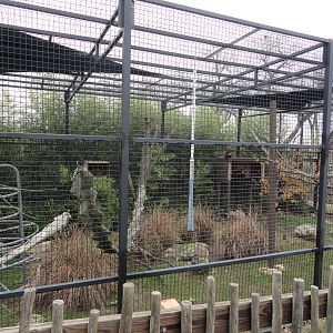 Red Ruffed Lemur Exhibit