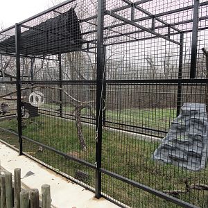 Ring Tailed Lemur Exhibit