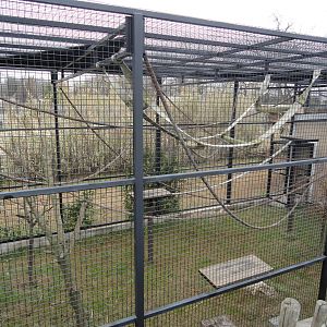 White Handed Gibbon Exhibit