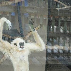 White Handed Gibbon