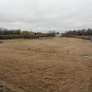 Giraffe, Nubian Ibex, Ostrich Exhibit