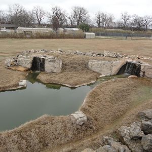 Giraffe, Nubian Ibex, Ostrich Exhibit