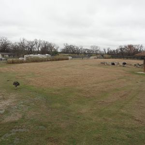 Giraffe, Nubian Ibex, Ostrich Exhibit