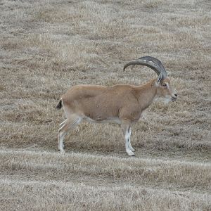 Nubian Ibex
