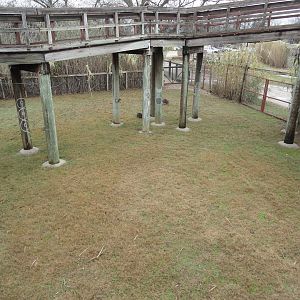 Red Necked Wallaby Exhibit