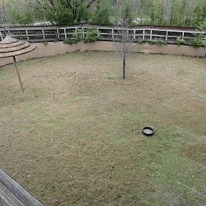 Swamp Wallaby Exhibit