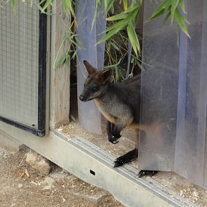 Swamp Wallaby