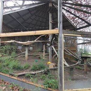 Clouded Leopard Exhibit