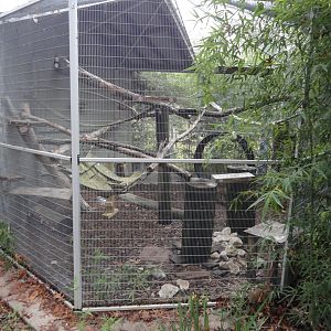 Geoffroy's Cat Exhibit