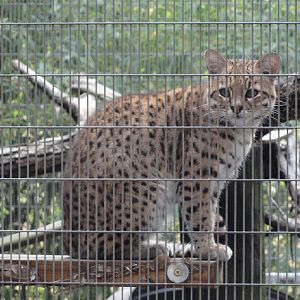 Geoffroy's Cat