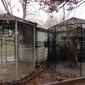 Guianan Squirrel Monkey Exhibits