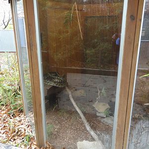 Burmese Python Exhibit