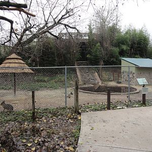 Patagonian Cavy Exhibit