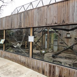 Ring Tailed Coati Exhibit