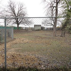 Alpaca, Greater Rhea Exhibit Right Side