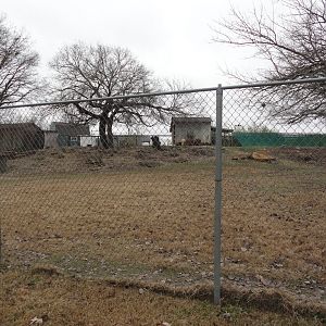 Alpaca, Greater Rhea Exhibit Left Side