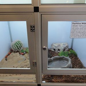 Pueblan Milk Snake Exhibit