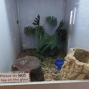 Crested Gecko Exhibit