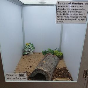 Leopard Gecko Exhibit