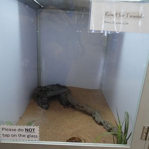Rose Hair Tarantula Exhibit