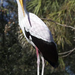 Yellow-Billed Stork/ Mycteria ibis