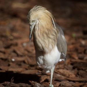Javan Pond-Heron/ Ardeola speciosa