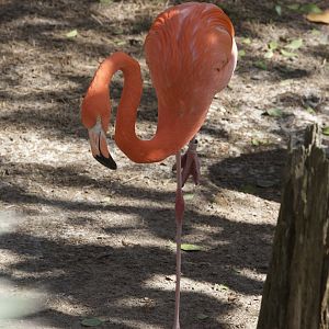 American Flamingo/ Phoenicopterus ruber