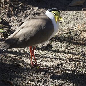 Masked Lapwing/ Vanellus miles