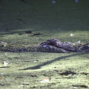 American Alligator/ Alligator mississippiensis