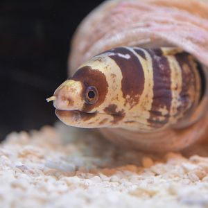 Barred moray (Echidna polyzona)