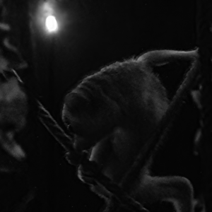 Slender Loris - Beale Park 2022