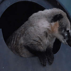 Ring-tailed Coati - Beale Park 2022