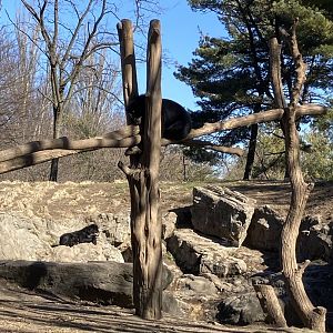 Andean Bear sleeping in tree
