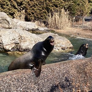 California Sea Lions