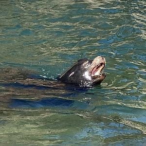 California Sea Lion