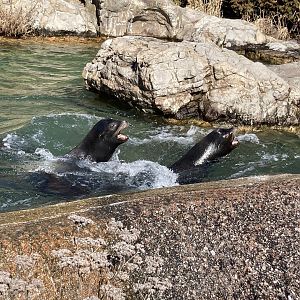 California Sea Lions