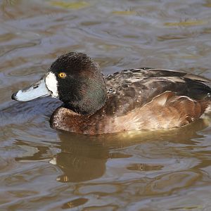 Lesser Scaup (Female)