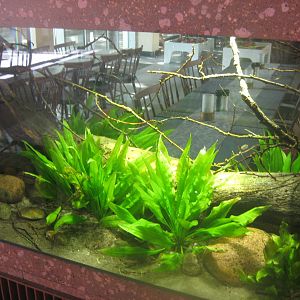 Berlin Tierpark - Restaurant Patagona - Toothcarp tank