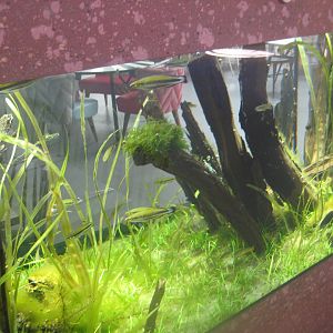 Berlin Tierpark - Restaurant Patagona - Madagascar tank