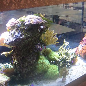 Berlin Tierpark - Restaurant Patagona - Small reef tank #1