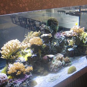 Berlin Tierpark - Restaurant Patagona - Small reef tank #2