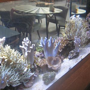 Berlin Tierpark - Restaurant Patagona - Small reef tank #3