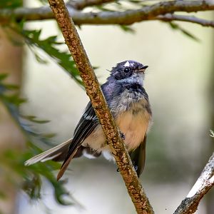 Grey Fantail