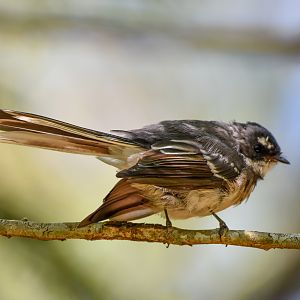 Grey Fantail