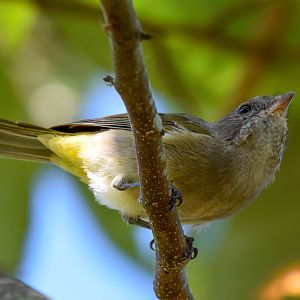Golden Whistler