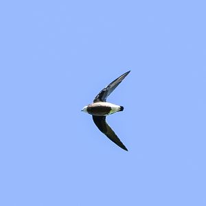 White-throated Needletail